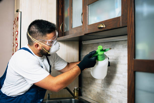 Wasp Removal Services in Orangetree, FL