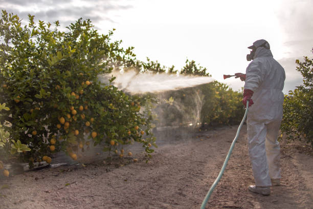 Best Bed Bug Extermination  in Orangetree, FL
