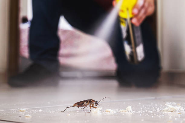 Best Termite Control Services  in Orangetree, FL